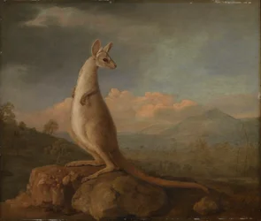 The Kongouro from New Holland (Kangaroo)