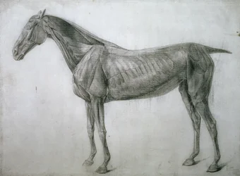 The Study of Muscles: Ecorche Drawing Seen from the Flank, from the 13th Anatomical Table, from the Anatomy of the Horse, 1766
