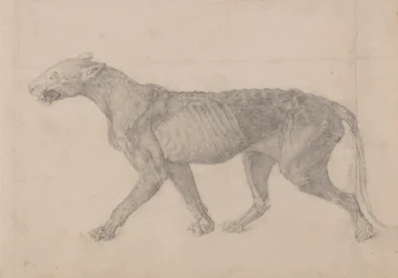 Tiger Body, Lateral View (First of nine drawings of another specimen of tiger)