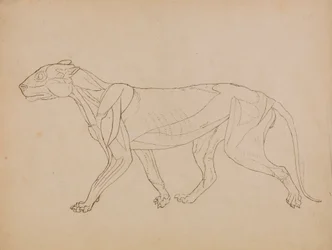 Tiger Body, Lateral View