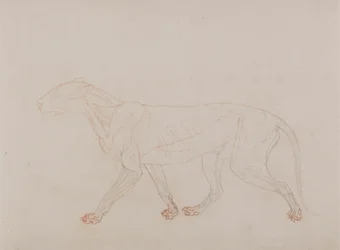 Tiger Body, Lateral View