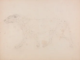Tiger Body, Lateral View