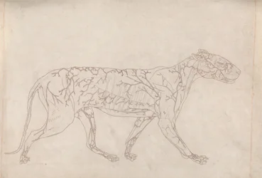 Tiger, Lateral View (Outline Study of the Surface Blood Supply)