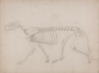 Tiger Skeleton, Lateral View