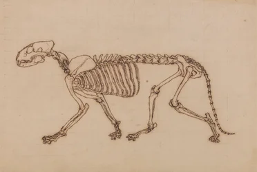 Tiger Skeleton, Lateral View