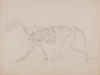 Tiger Skeleton, Lateral View