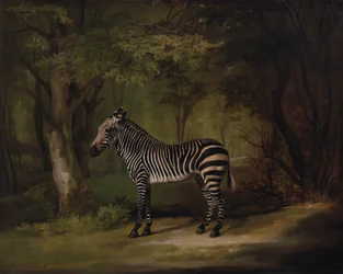 Zebra, exhibited 1763