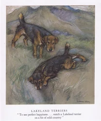 Lakeland Terriers