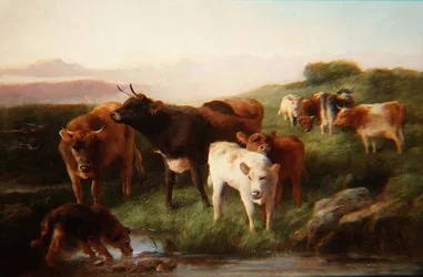 Highland Cattle Grazing