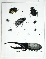 Various Beetles, Plate I from 