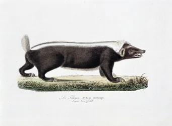 Natural History Plate: Zoological board depicting the Telagon, Mydaus meliceps after Horsfield - in 