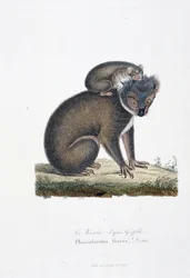 Natural History Plate: Zoological board representing Koala (after Griffith), Phascolarctos Fuscus - in 