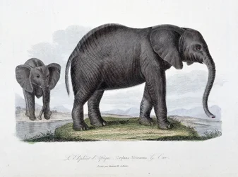 Natural History Plate: Zoological board representing the African elephant; Elephas Africanus - in 