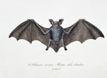 Natural History Plate: Zoological board representing the Bat Murin extended wings - in 