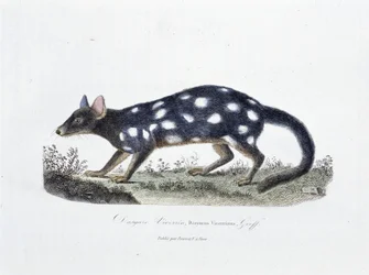 Natural History Plate: Zoological board representing the Dasyure Viverrin, Dasyurus Viverrinus - in 