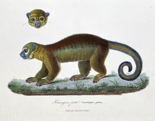 Zoological Board: The Kinkajou Potto, Cercoleptes potos - from 