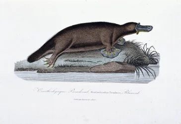 Natural History Plate: Zoological board representing the Ornithorhynchus Paradoxus (Ornithorhynchus Paradoxux), Blumenb - in 