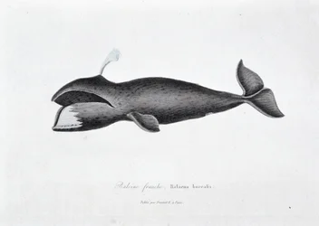 Natural History Plate: Zoological board representing the right whale, Balaena borealis - in Works of Buffon by naturalist Georges Louis Leclerc, Count of Buffon