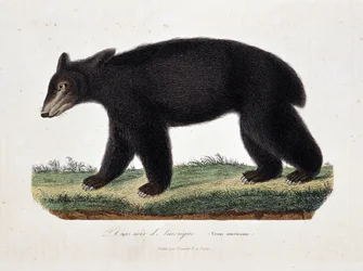 Natural History Plate: Zoological chart depicting the American Black Bear (Ursus americanus) - in “Works of Buffon” by naturalist Georges Louis Leclerc, Count of Buffon (1707 - 1788). Engraving from 1837.