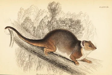 Common Ringtail Possum, Pseudocheirus peregrinus (engraving)