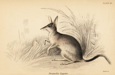 Greater bilby, Macrotis lagotis, Endangered, 1841