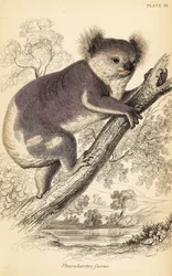 Koala, Phascolarctos Cinereus