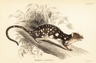 Tiger Quoll, Dasyurus maculatus (engraving)