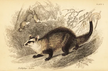 White-Eared Opossum, Didelphis Albiventris