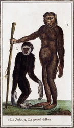 Jocko, chimpanzee or gibbon (illustration from Histoire naturelle by Georges-Louis Leclerc)