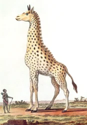 Drawing of a Fantastic Male Giraffe