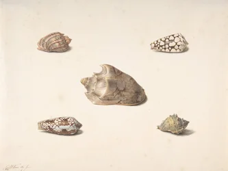 Five Shells