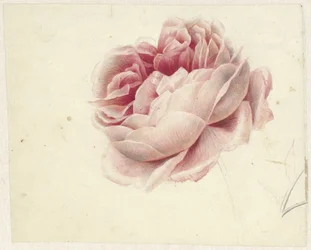 Red Rose