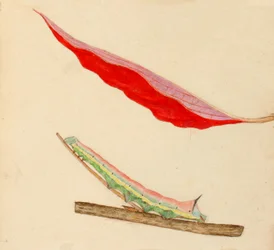 Mirror-Back Caterpillar