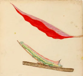 Mirror-Back Caterpillar, study for book Concealing Coloration in the Animal Kingdom