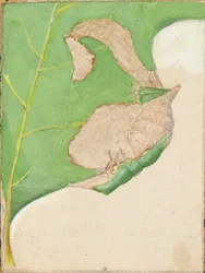 Oak Leaf Edge Caterpillar, study for book Concealing Coloration in the Animal Kingdom