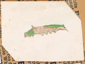 Oak Leaf Edge Caterpillar, study for book Concealing Coloration in the Animal Kingdom