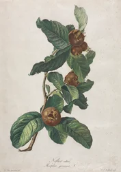 Cultivated Medlar