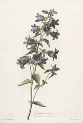 Flowers Drawn from Nature: Bellflower