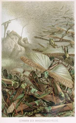 A Swarm of Locusts, from Brehm