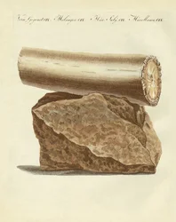 A Part of an Excavated Elephant Tusk Weapon (coloured engraving)