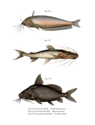 African Butter Catfish