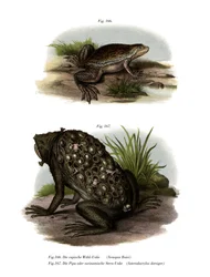 African Clawed Frog