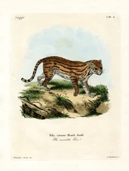 African Wild Cat
