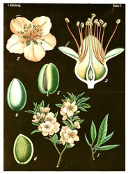 Almond (Prunus Amygdalus)