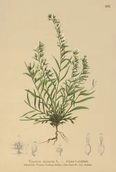 Alpine Bastard Toadflax