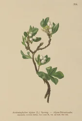 Alpine Bearberry