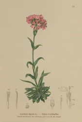 Alpine Catchfly