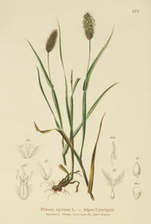 Alpine Cats-tail (Phleum alpinum)