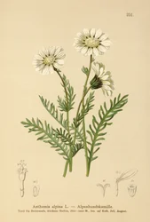 Alpine Mayweed