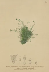 Alpine Pearlwort